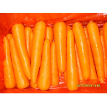 Nuevo Crop Fresh Carrot (SML)